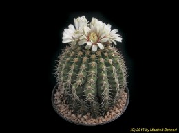 Gymnocalycium castellanosii 284